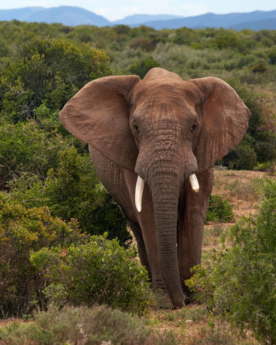 Adventure With Elephants