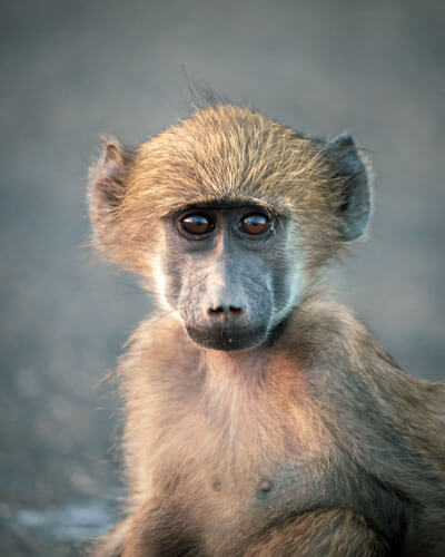 Bambelela Wildlife Care