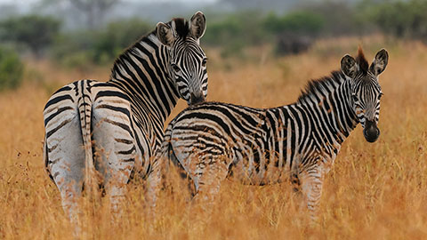 Waterberg Game Park