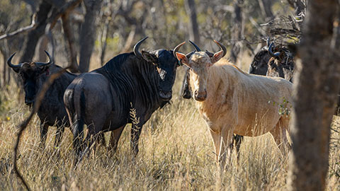 Waterberg Game Park